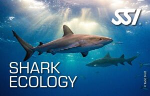 SSI Diving Certification Course product image - Fins